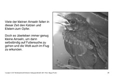Bilderbuch-Amsel-SW-20.pdf